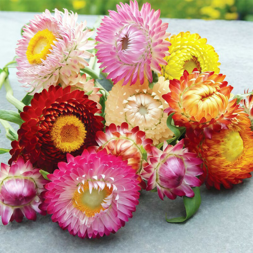 He Zhi Chun Strawflower Seeds - Everlasting Flower, Dried Flower Material, Bright Color, Long Lasting & Non-Wilting