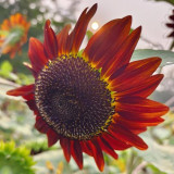 HEL23 Sunflower Seeds - High Germination Rate, Easy to Grow, Ideal for Garden Landscaping