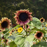 HEL25 Sunflower Seeds - Vibrant Colors, Long Bloom Period, Ideal for Balconies and Landscape Design