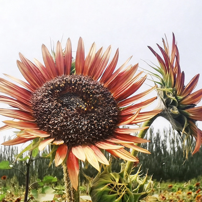 HEL23 Sunflower Seeds - High Germination Rate, Easy to Grow, Ideal for Garden Landscaping