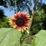 HEL25 Sunflower Seeds - Vibrant Colors, Long Bloom Period, Ideal for Balconies and Landscape Design