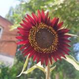 HEL27 Cherry Red Sunflower Seeds - Premium Variety, Easy to Grow, the First Choice for Family Gardening