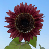 HEL25 Sunflower Seeds - Vibrant Colors, Long Bloom Period, Ideal for Balconies and Landscape Design