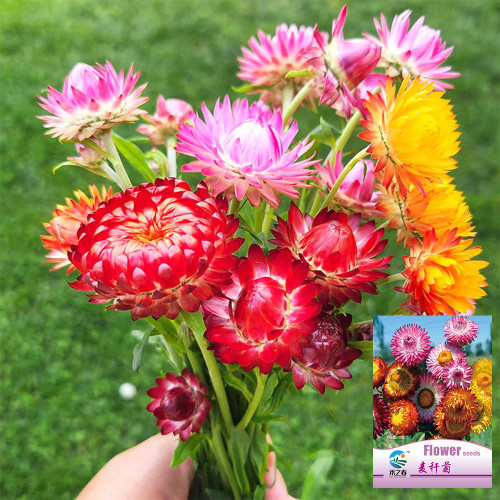 He Zhi Chun Strawflower Seeds - Everlasting Flower, Dried Flower Material, Bright Color, Long Lasting & Non-Wilting