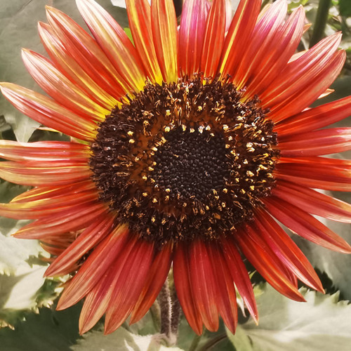 HEL23 Sunflower Seeds - High Germination Rate, Easy to Grow, Ideal for Garden Landscaping