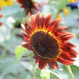 HEL23 Sunflower Seeds - High Germination Rate, Easy to Grow, Ideal for Garden Landscaping