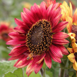 HEL27 Cherry Red Sunflower Seeds - Premium Variety, Easy to Grow, the First Choice for Family Gardening