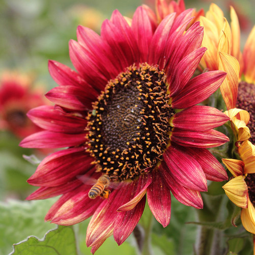 HEL27 Cherry Red Sunflower Seeds - Premium Variety, Easy to Grow, the First Choice for Family Gardening