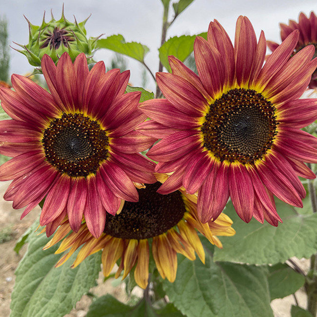 HEL25 Sunflower Seeds - Vibrant Colors, Long Bloom Period, Ideal for Balconies and Landscape Design