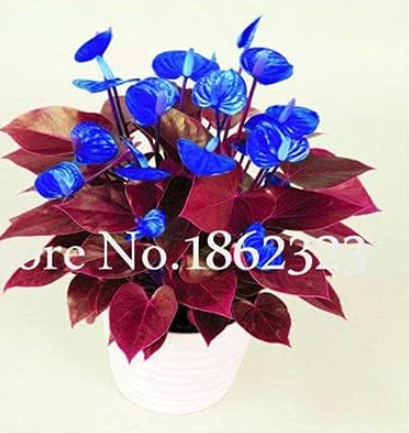 Anthurium Seed Indoor Plant Seed Flower Plant DIY Balcony Flower (Color: 19)