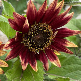HEL27 Cherry Red Sunflower Seeds - Premium Variety, Easy to Grow, the First Choice for Family Gardening