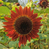 HEL23 Sunflower Seeds - High Germination Rate, Easy to Grow, Ideal for Garden Landscaping