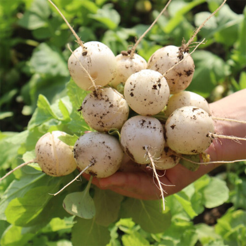 Dongsheng Baby Turnip Seeds | Fast Growing, Disease Resistant, Low Fiber, Ideal for Fresh Eating & Stir-Frying