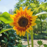 HEL10 Mixed Color Sunflower Seeds - High Germination Rate, Easy to Manage, Ideal for Garden Border Planting