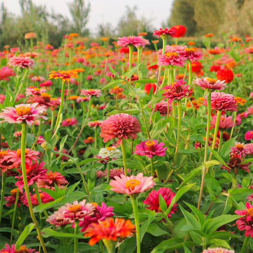 He Zhi Chun Zinnia elegans Seeds | Vibrant Annual, Long Blooming, Easy to Grow, Ideal for Garden Beds
