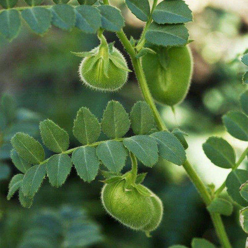 Kabuli Chickpea Seeds | Aromatic Garbanzo Beans with Chestnut-Like Flavor and Edible Young Pods