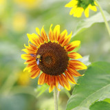 HEL10 Mixed Color Sunflower Seeds - High Germination Rate, Easy to Manage, Ideal for Garden Border Planting