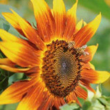 HEL10 Mixed Color Sunflower Seeds - High Germination Rate, Easy to Manage, Ideal for Garden Border Planting