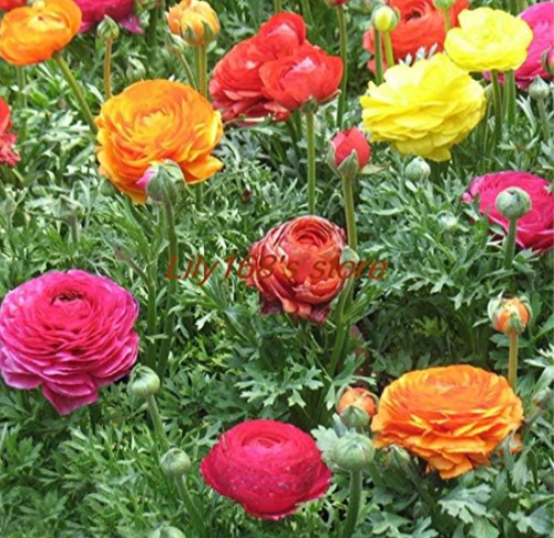 Ranunculus Asiaticus Flower Seeds for Home & Garden Plants Persian Buttercup Flower