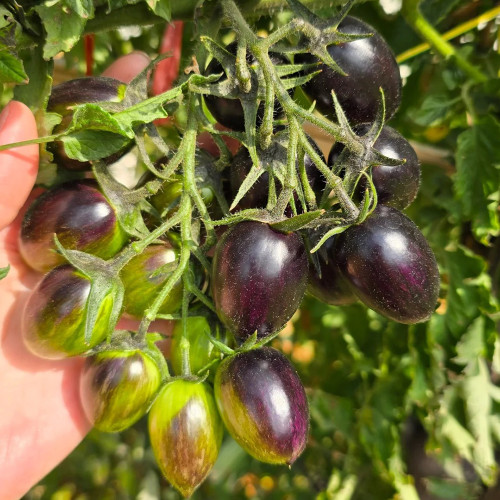 Brads Atomic Grape Heirloom Tomato Seeds - Vibrant Colors, Sweet Flavor, High Yield, Easy to Grow