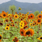 HEL10 Mixed Color Sunflower Seeds - High Germination Rate, Easy to Manage, Ideal for Garden Border Planting