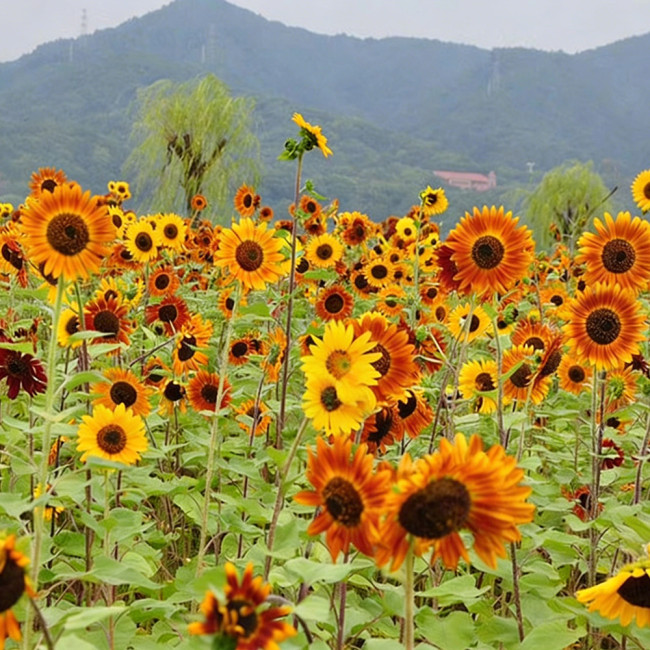 HEL10 Mixed Color Sunflower Seeds - High Germination Rate, Easy to Manage, Ideal for Garden Border Planting
