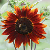 HEL10 Mixed Color Sunflower Seeds - High Germination Rate, Easy to Manage, Ideal for Garden Border Planting