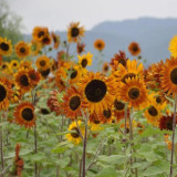 HEL10 Mixed Color Sunflower Seeds - High Germination Rate, Easy to Manage, Ideal for Garden Border Planting