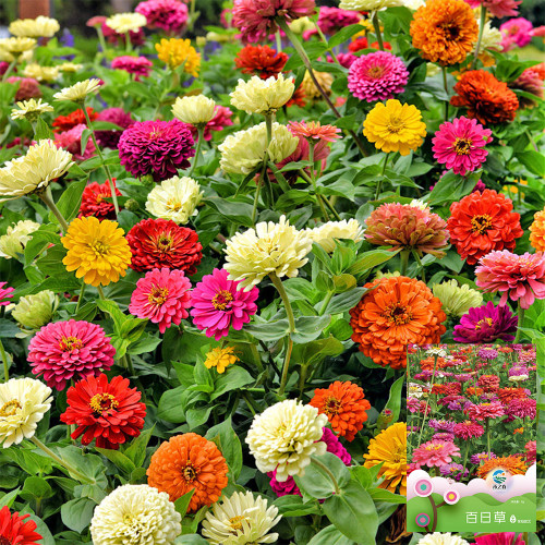 He Zhi Chun Zinnia elegans Seeds | Vibrant Annual, Long Blooming, Easy to Grow, Ideal for Garden Beds