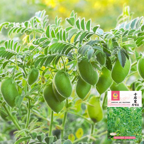Kabuli Chickpea Seeds | Aromatic Garbanzo Beans with Chestnut-Like Flavor and Edible Young Pods