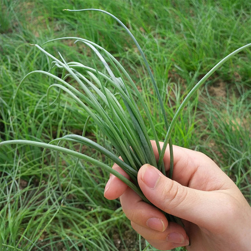 Minqin Sand Scallion Seeds | Fast-Growing, Tender Leaves, Delicate Texture, Strong Fragrance, Strong Adaptability
