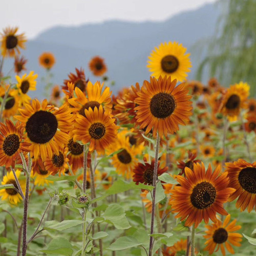 HEL10 Mixed Color Sunflower Seeds - High Germination Rate, Easy to Manage, Ideal for Garden Border Planting