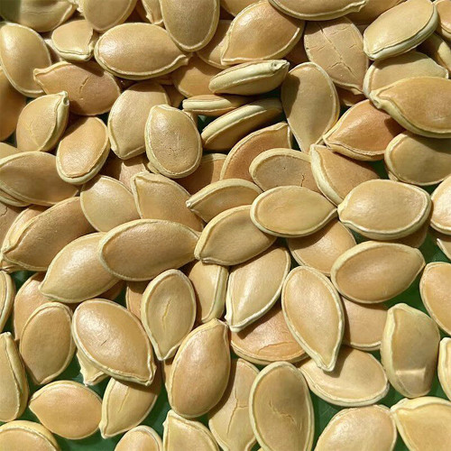 Qingyuan Rootstock Seeds for Melon Grafting – Disease Resistant, High Compatibility, Early Maturity, Increased Yield