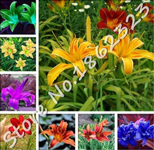 Beautiful Day Lily Flower Plant Seeds Perennial Hemerocallis Flower (Color: Mixed)