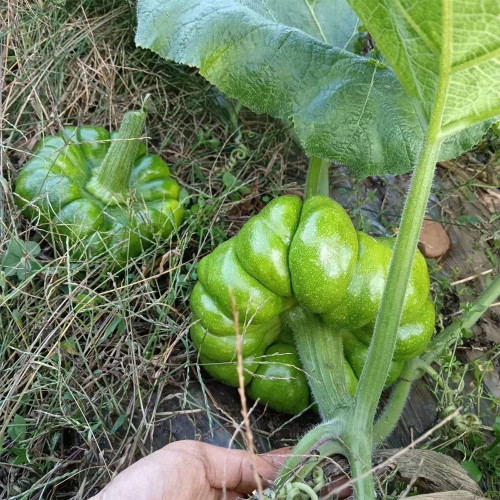 Qihe Agriculture Jiangbing Pumpkin Seeds – Mid-Early Variety, Cold-Tolerant, Unique Flavor for Garden Planting