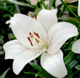 True Lily Bulbs Perfume Lily Seed Flower Bulbs Rare Balcony (Color: 6)