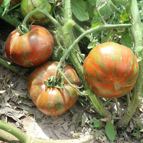 Siegel's Dark Striped Tomato Seeds - Rich flavor, dense and juicy fruits, perfect for home garden planting