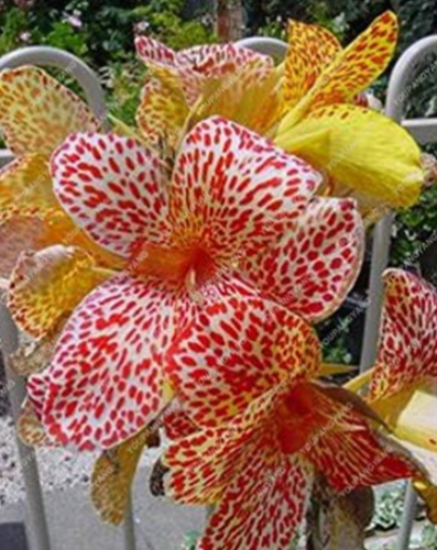 Canna Lily Seed Seed Flower Seed Potted Seeds Variegated Foliage - Exotic Blooms