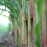 Supersweet Violet Sweet Sorghum Seeds - Premium Sweet Sorghum Variety, Easy to Grow, High-Yielding