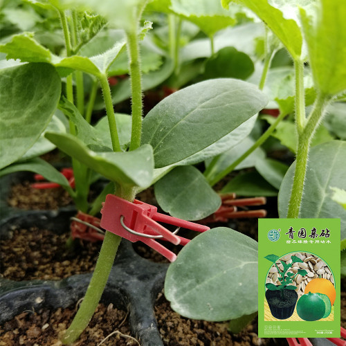 Qingyuan Rootstock Seeds for Melon Grafting – Disease Resistant, High Compatibility, Early Maturity, Increased Yield