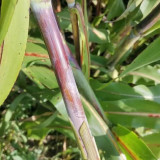 Supersweet Violet Sweet Sorghum Seeds - Premium Sweet Sorghum Variety, Easy to Grow, High-Yielding