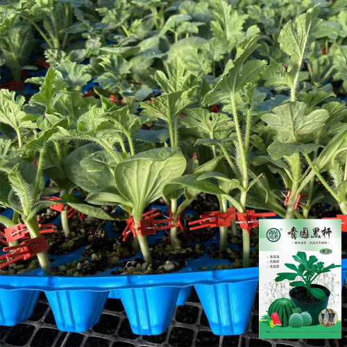 Qingyuan Black Stem Rootstock Seeds – High Disease Resistance, Strong Grafting Compatibility for Watermelon & Melon