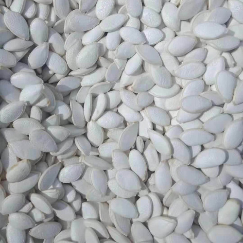 Qingyuan Black Stem Rootstock Seeds – High Disease Resistance, Strong Grafting Compatibility for Watermelon & Melon