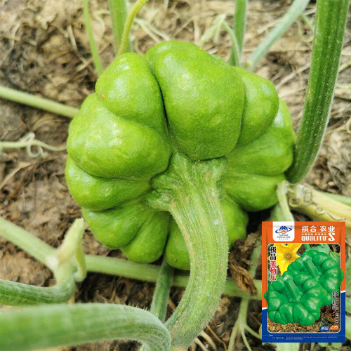 Qihe Agriculture Jiangbing Pumpkin Seeds – Mid-Early Variety, Cold-Tolerant, Unique Flavor for Garden Planting