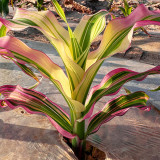 Variegated Ornamental Corn Seeds | Rare Striped Foliage with Pink, Purple & White for Pots & Gardens