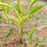 Variegated Ornamental Corn Seeds | Rare Striped Foliage with Pink, Purple & White for Pots & Gardens