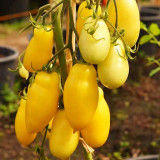 Yellow Banana Tomato Seeds – Unique Elongated Fruits, Sweet & Juicy, Ideal for Snacking, Salads, and Home Garden Planting