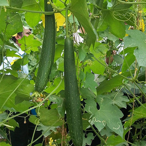 Thai Green Thumb Luffa Seeds for Sale | Early Maturing, High Yield, Tender & Sweet Fruit Luffa