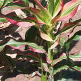 Variegated Ornamental Corn Seeds | Rare Striped Foliage with Pink, Purple & White for Pots & Gardens