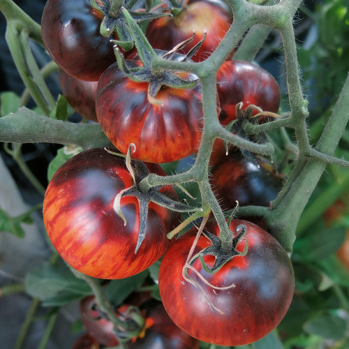 K Night Queen Tomato Seeds - Organic heirloom variety, easy to grow, ideal for home garden planting